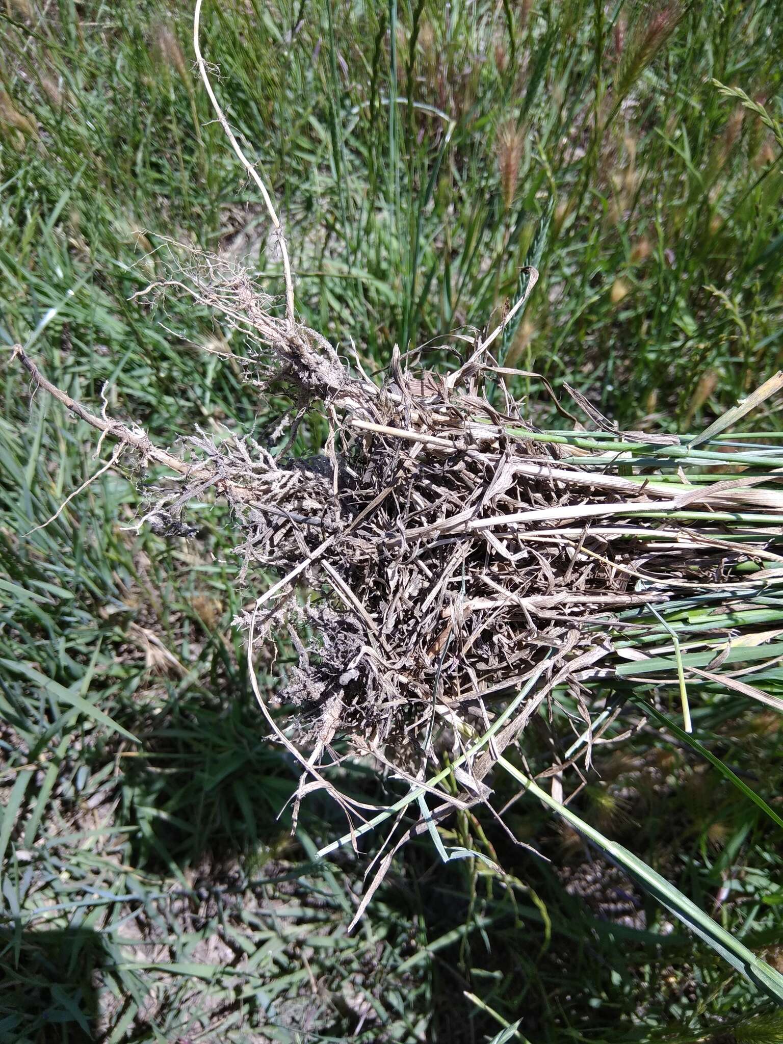 Image of desert wheatgrass