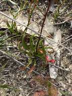 Chamaescilla spiralis (Endl.) F. Muell. resmi