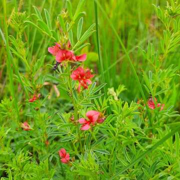 Imagem de Indigofera hilaris Eckl. & Zeyh.