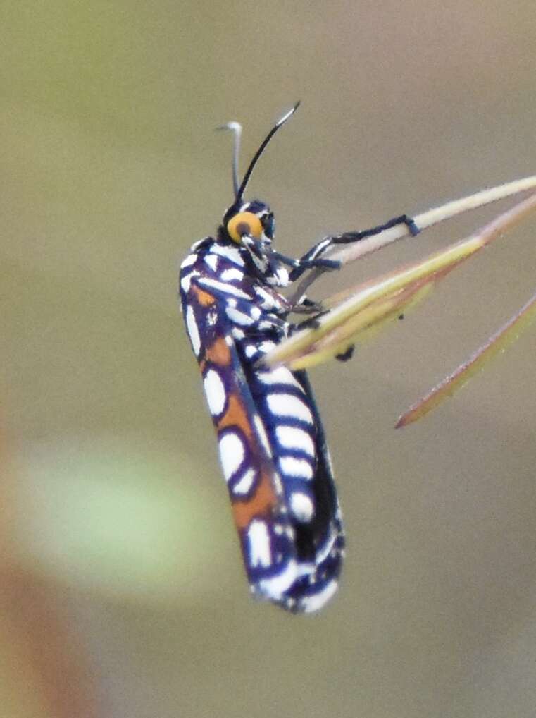 Image de Cydosia nobilitella Cramer 1779