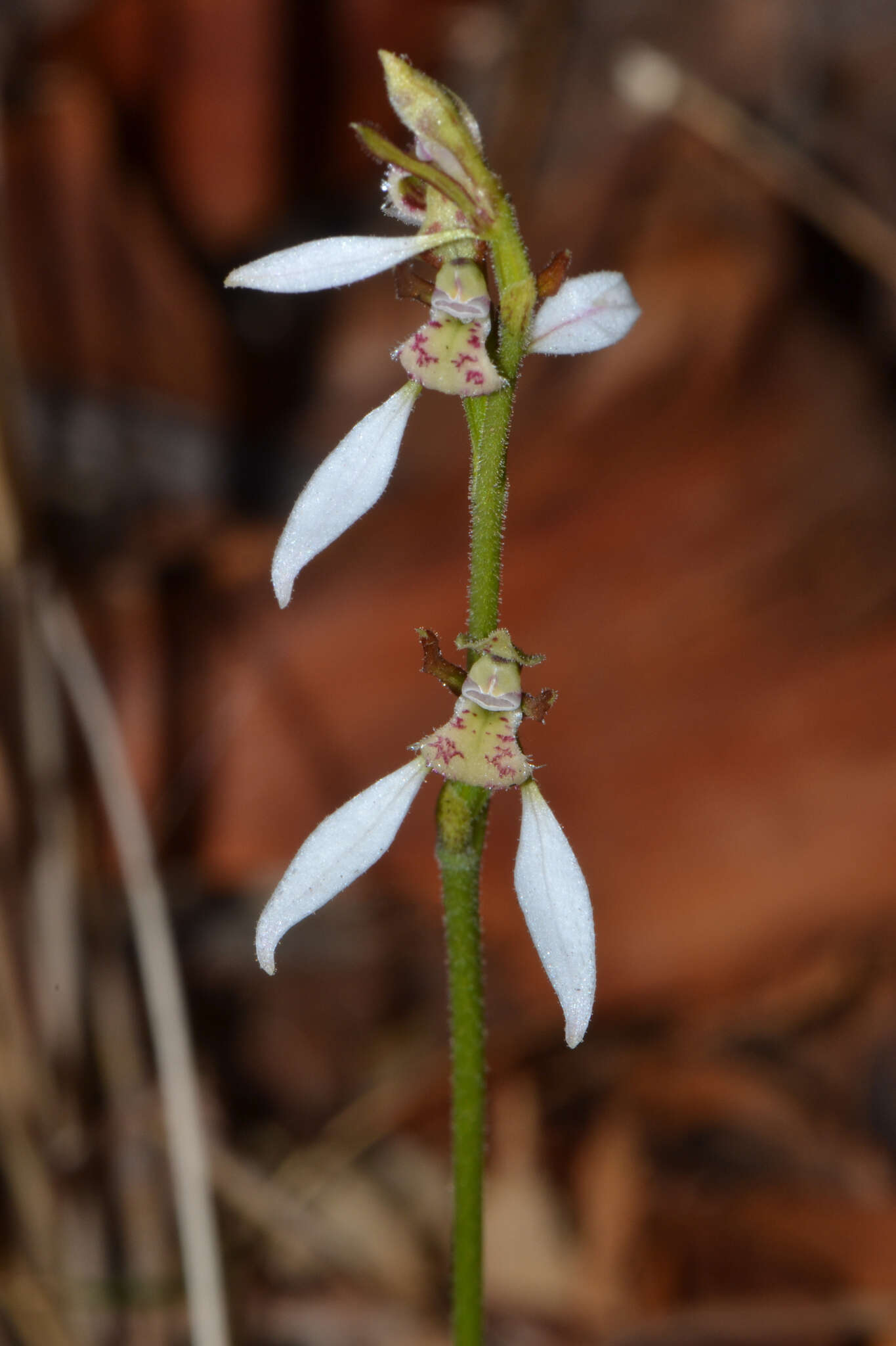 Eriochilus dilatatus Lindl.的圖片