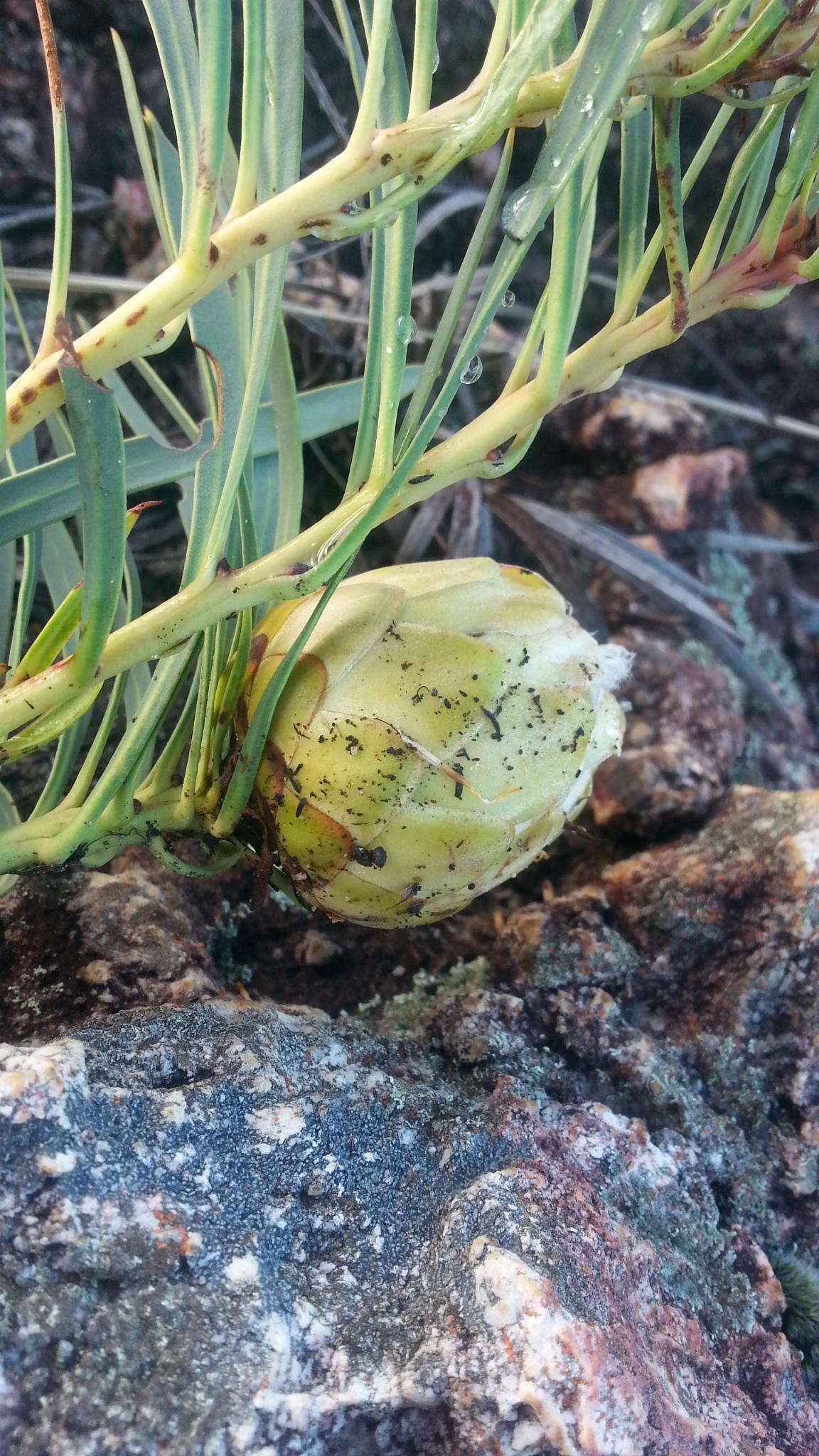 Image of Protea tenax (Salisb.) R. Br.