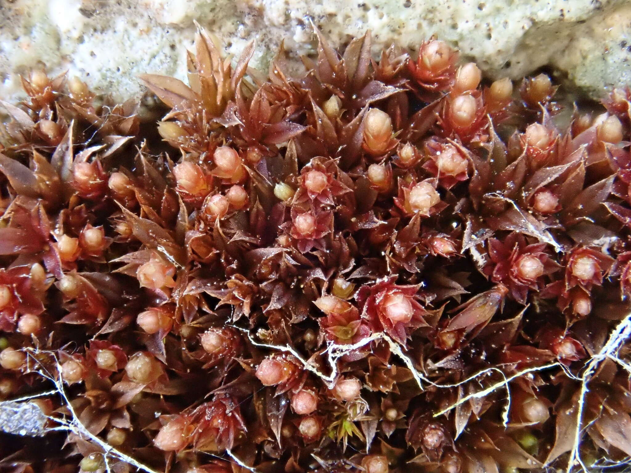 Image of <i>Ptychostomum pallens</i>