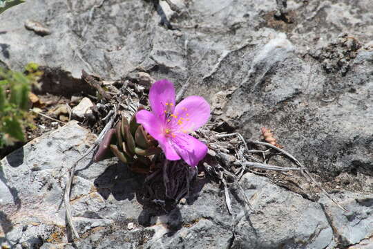 Image of Grahamia coahuilensis (S. Wats.) G. D. Rowley