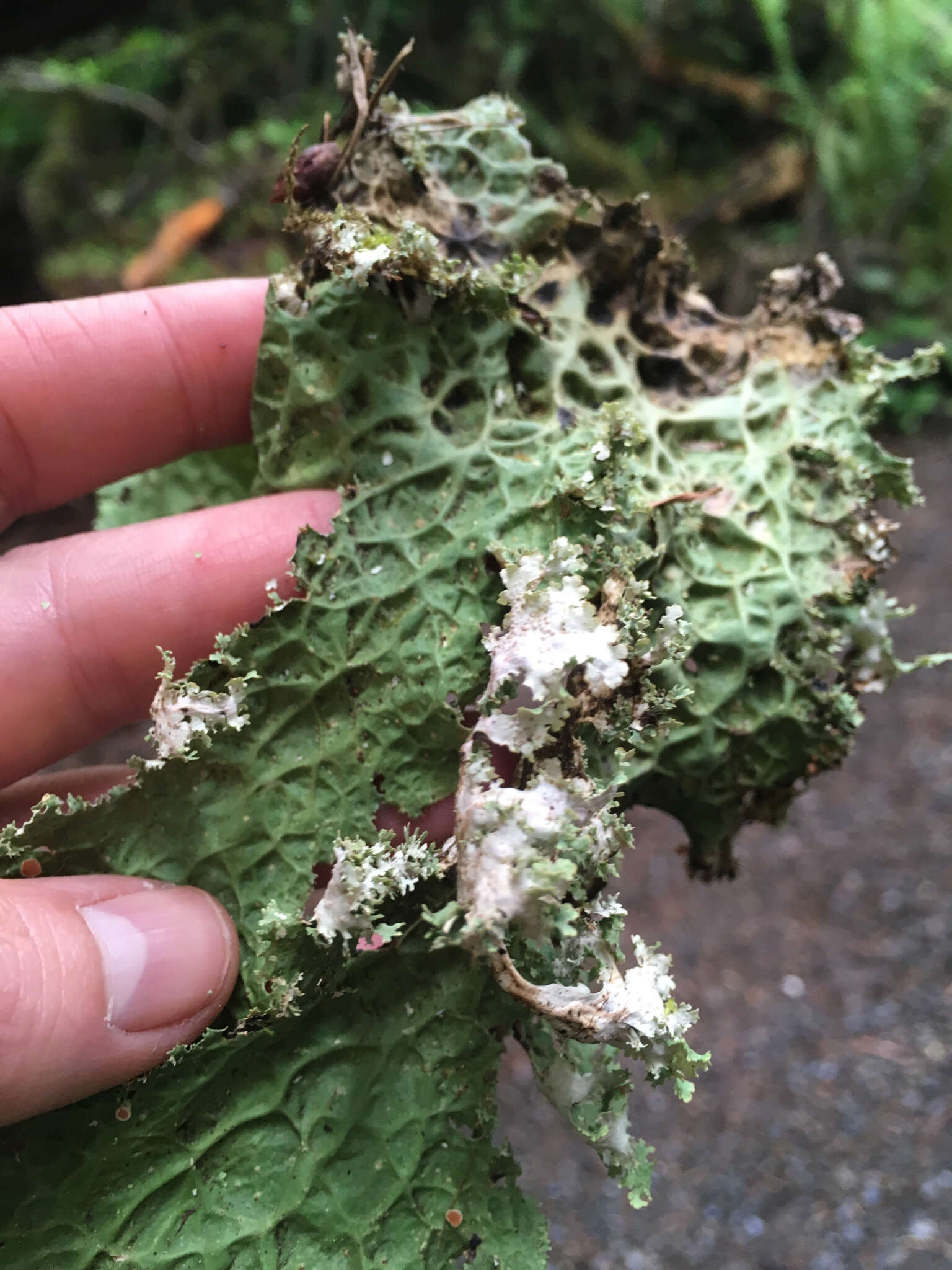 Image of Oregon lung lichen