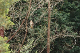 Image of Forest Buzzard