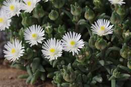 Image of Delosperma pottsii (L. Bol.) L. Bol.