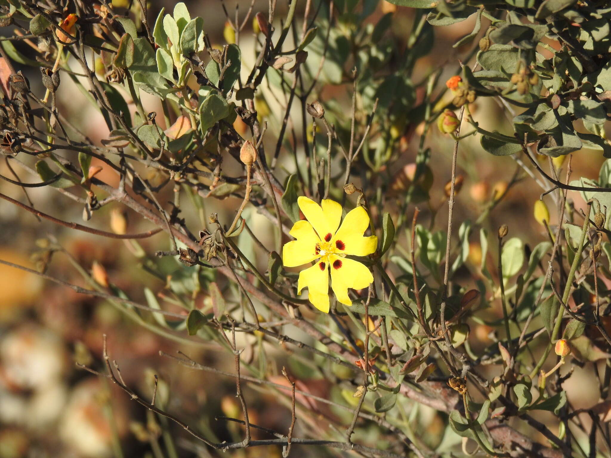 Image of Halimium halimifolium subsp. halimifolium