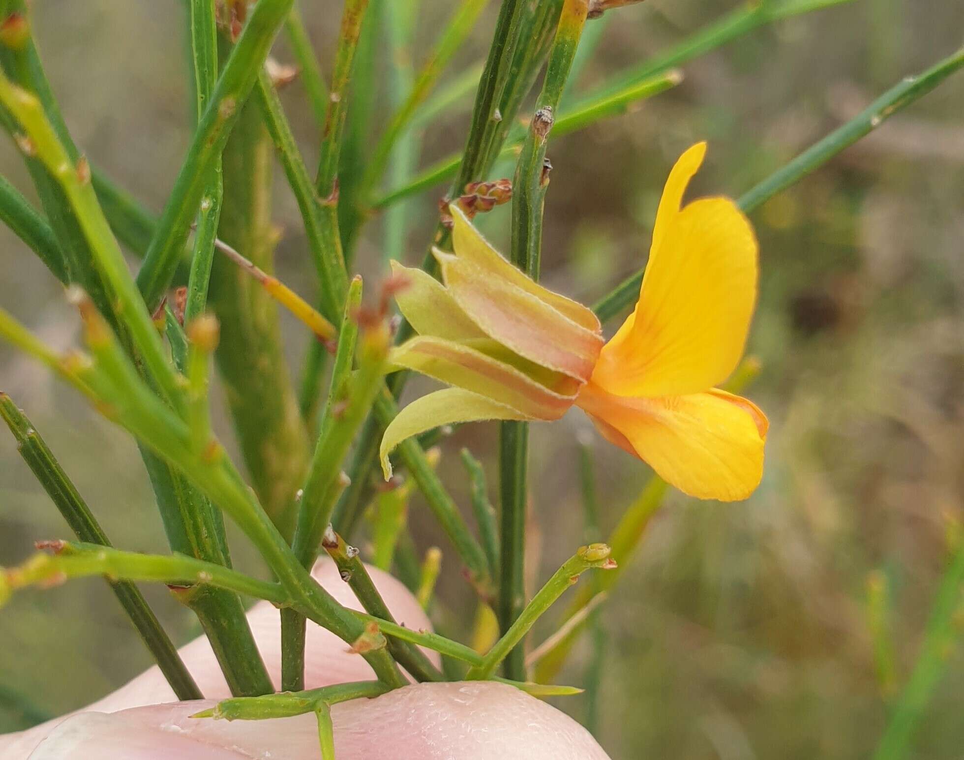 Image of Jacksonia sternbergiana Benth.