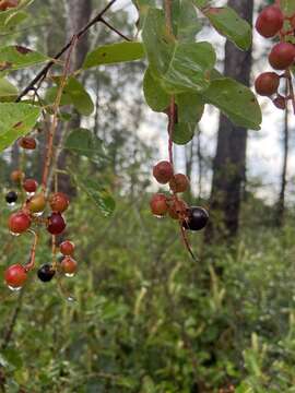 Plancia ëd Prunus alabamensis C. Mohr