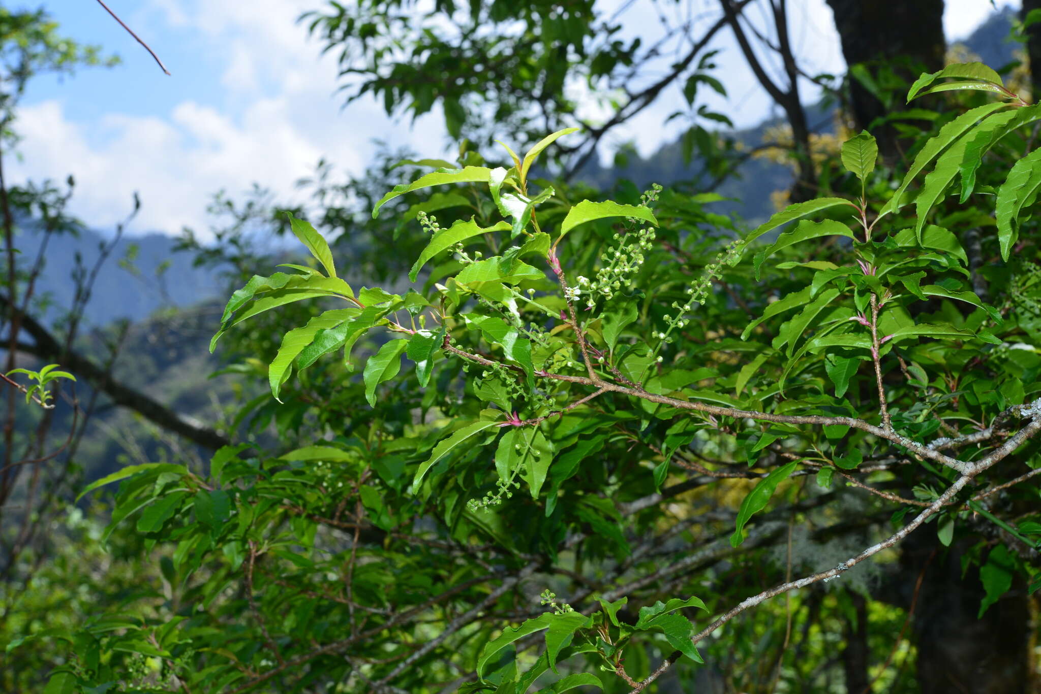 Prunus buergeriana Miq. resmi