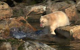 Image of Kermode bear