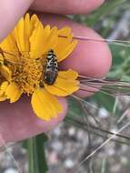 Image of Acmaeodera decipiens Le Conte 1866