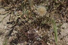 Image of grassland silverpuffs