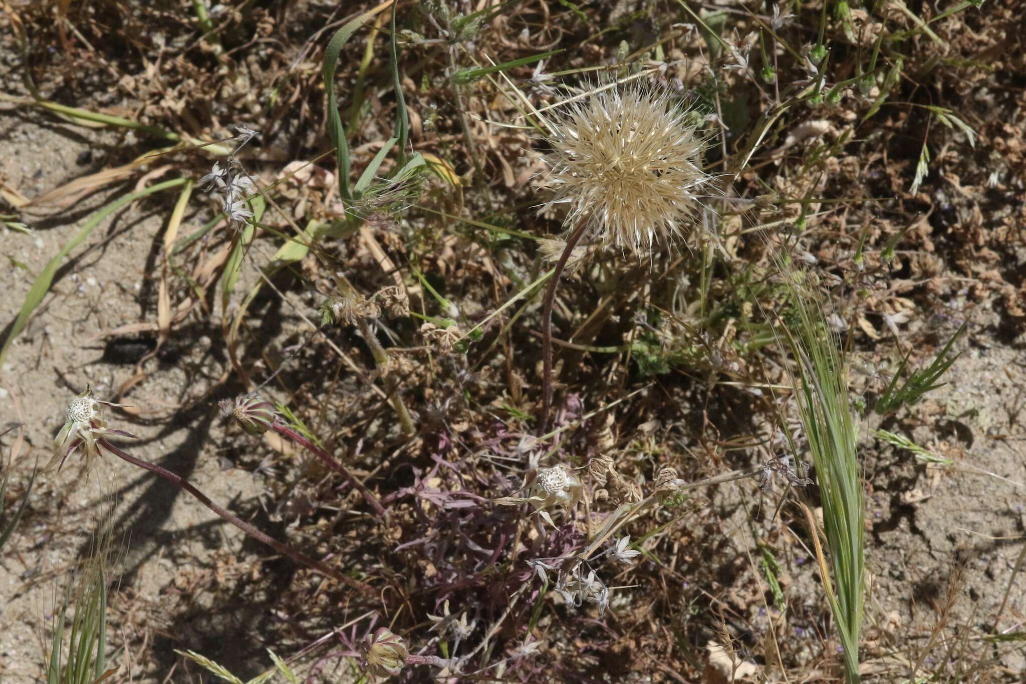 Image of grassland silverpuffs