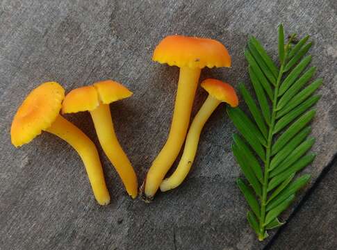 Image of Hygrocybe moseri Bon 1976