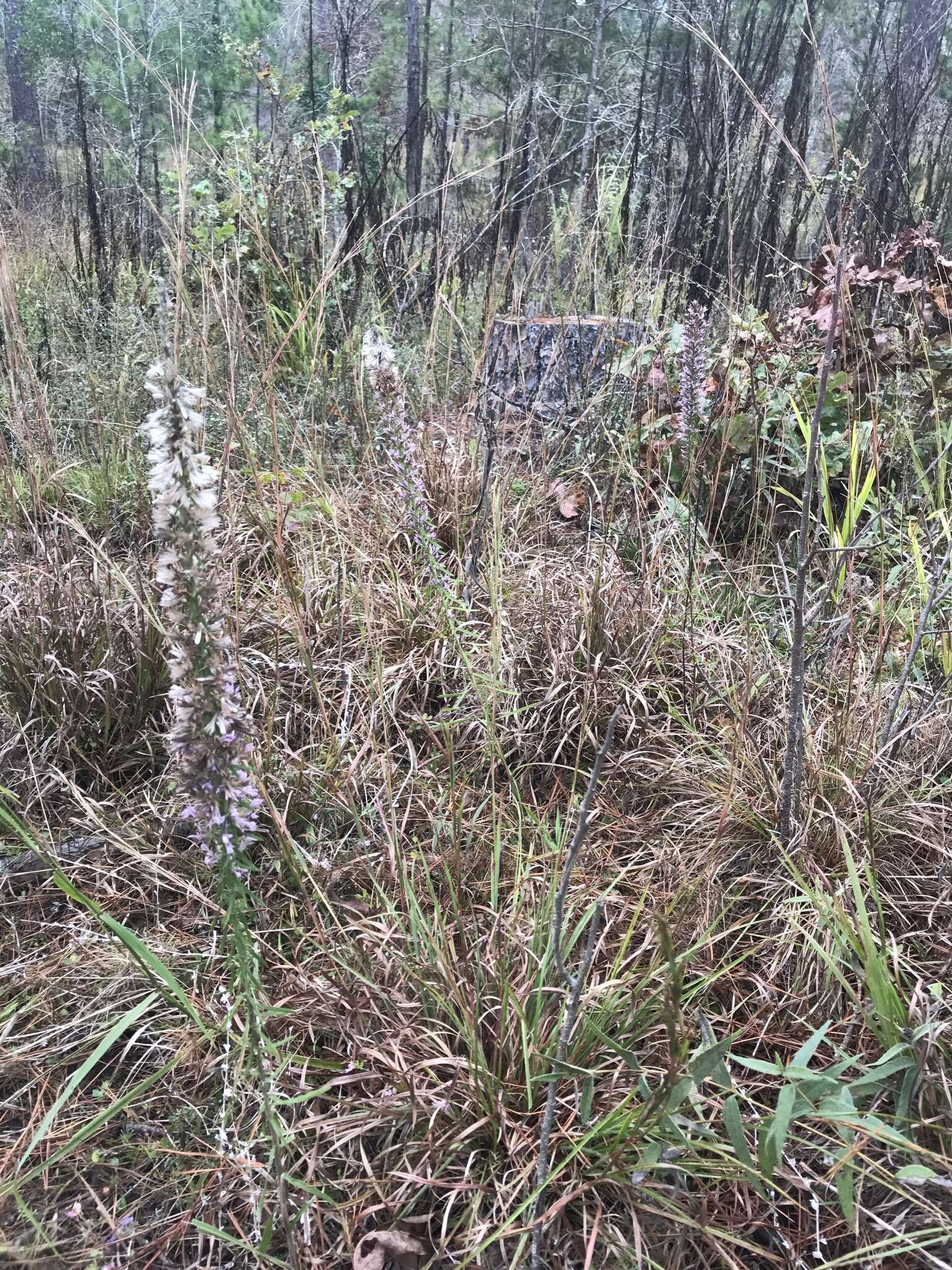 Image de Liatris elegans (Walt.) Michx.