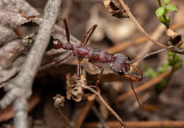 صورة Myrmecia flavicoma Roger 1861