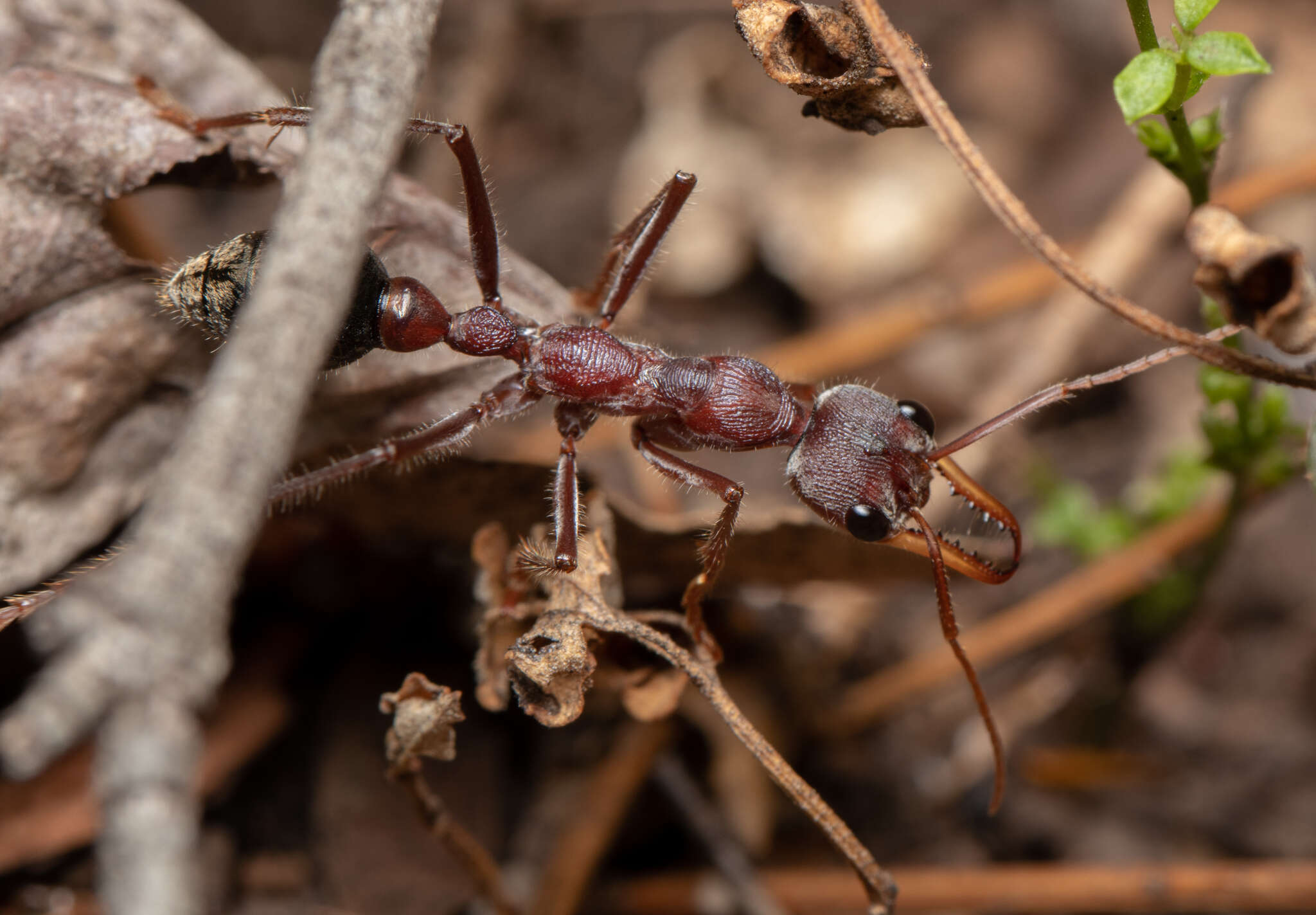 صورة Myrmecia flavicoma Roger 1861