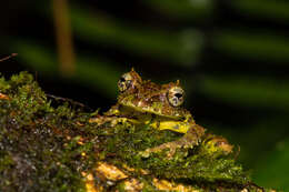 Image of Mossy Bush Frog