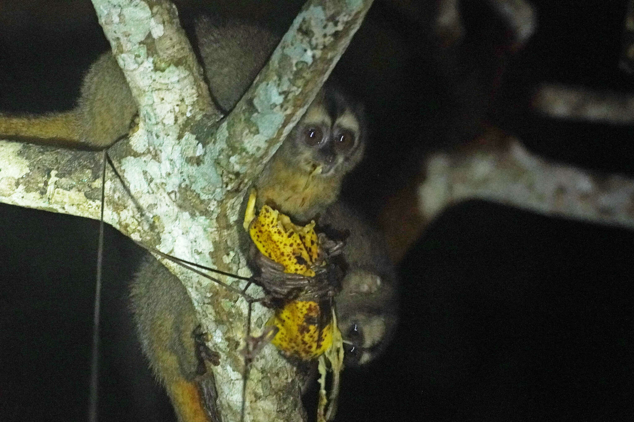 Image of Panamanian Night Monkey