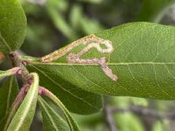 Imagem de Stigmella betulicola (Stainton 1856) Beirne 1945