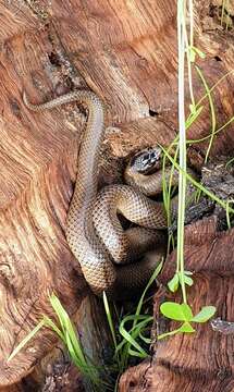 Image of Little Whip Snake