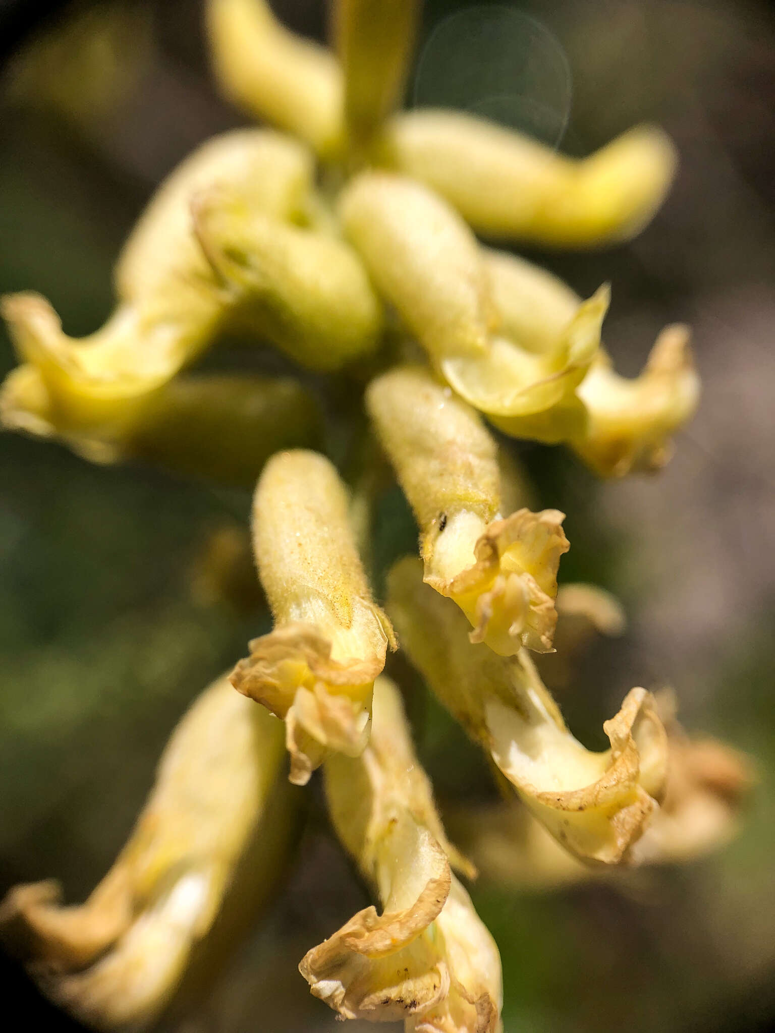 Image of hillside milkvetch