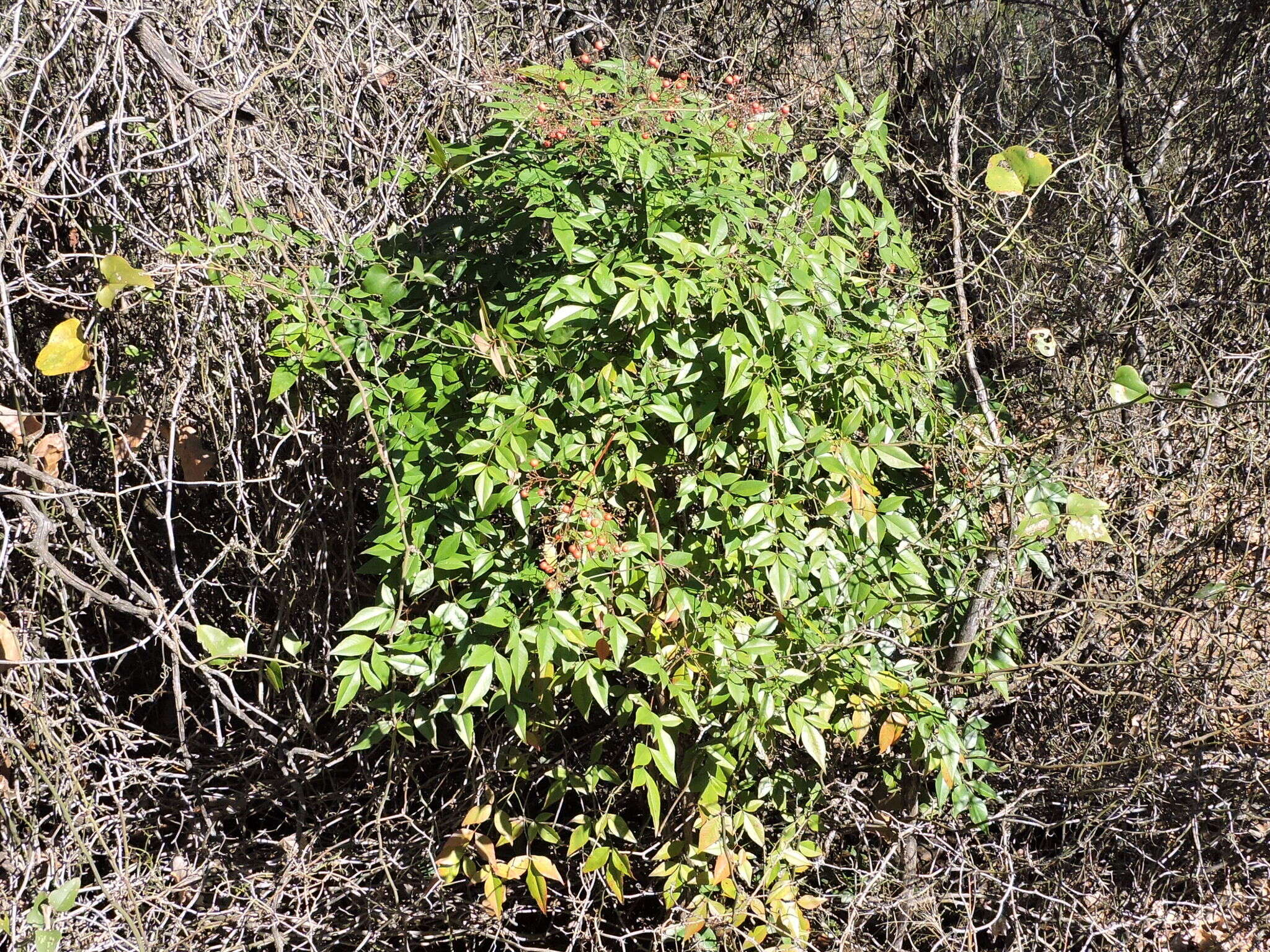 Image of nandina