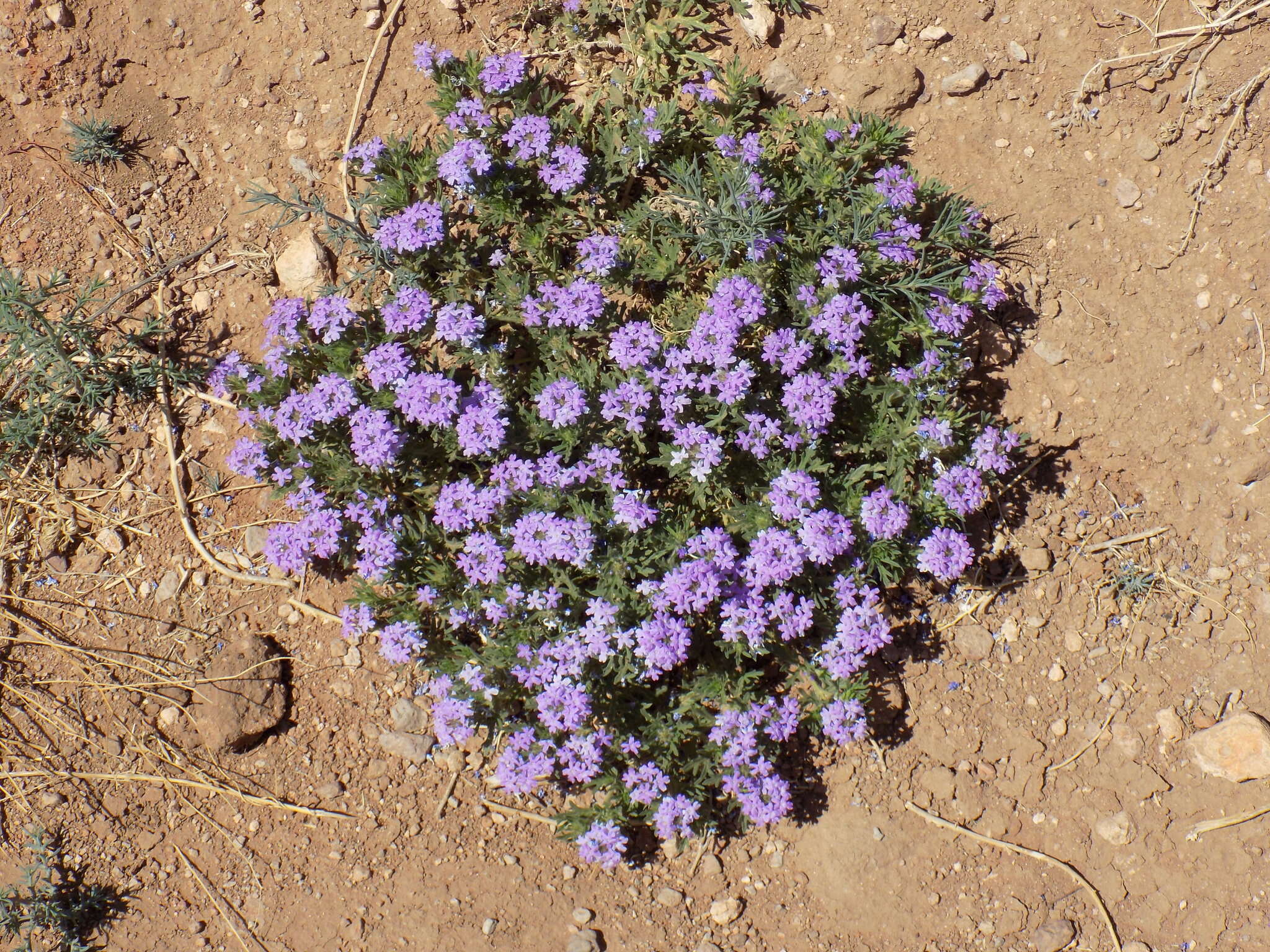 Image of Glandularia bipinnatifida var. latilobata (L. M. Perry) B. L. Turner