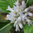 Image of Psychotria ammericola Guillaumin