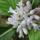 Psychotria ammericola Guillaumin的圖片