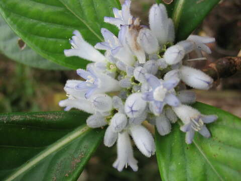 صورة Psychotria ammericola Guillaumin