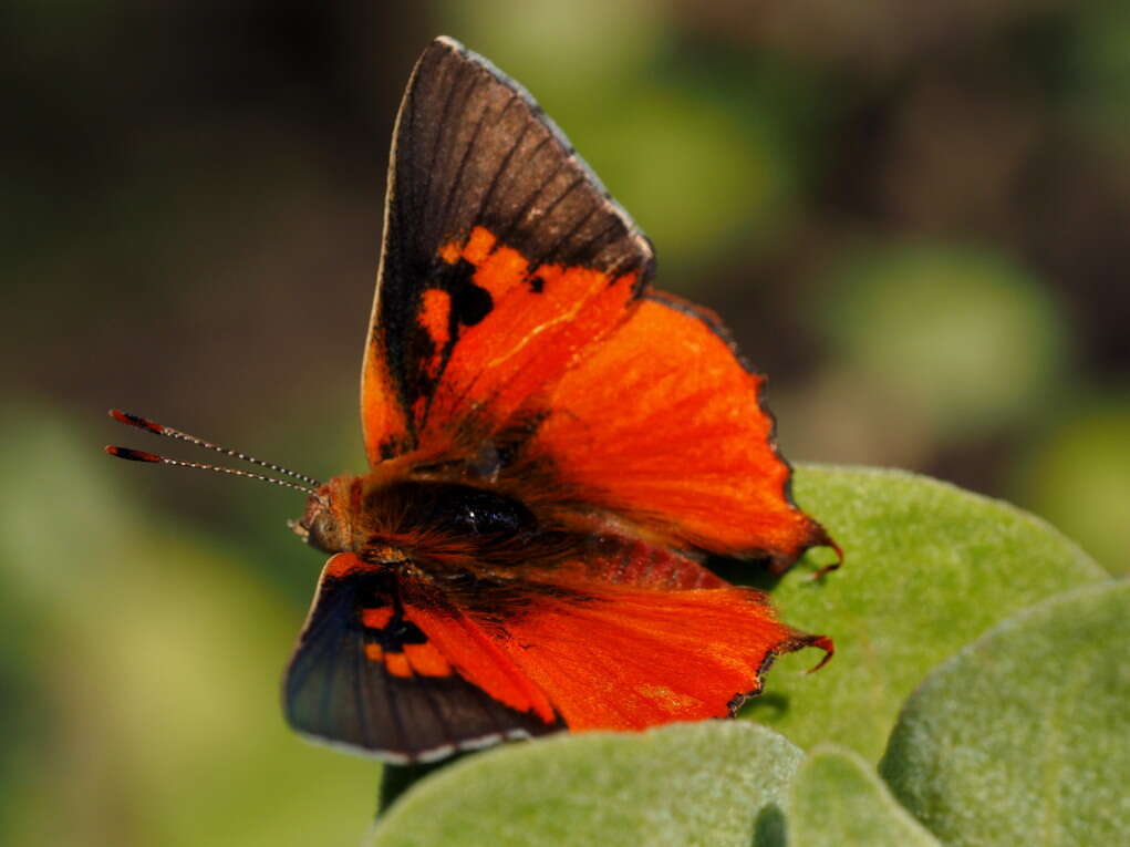 Image of Axiocerses tjoane tjoane