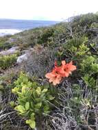 Image of Gladiolus miniatus Eckl.