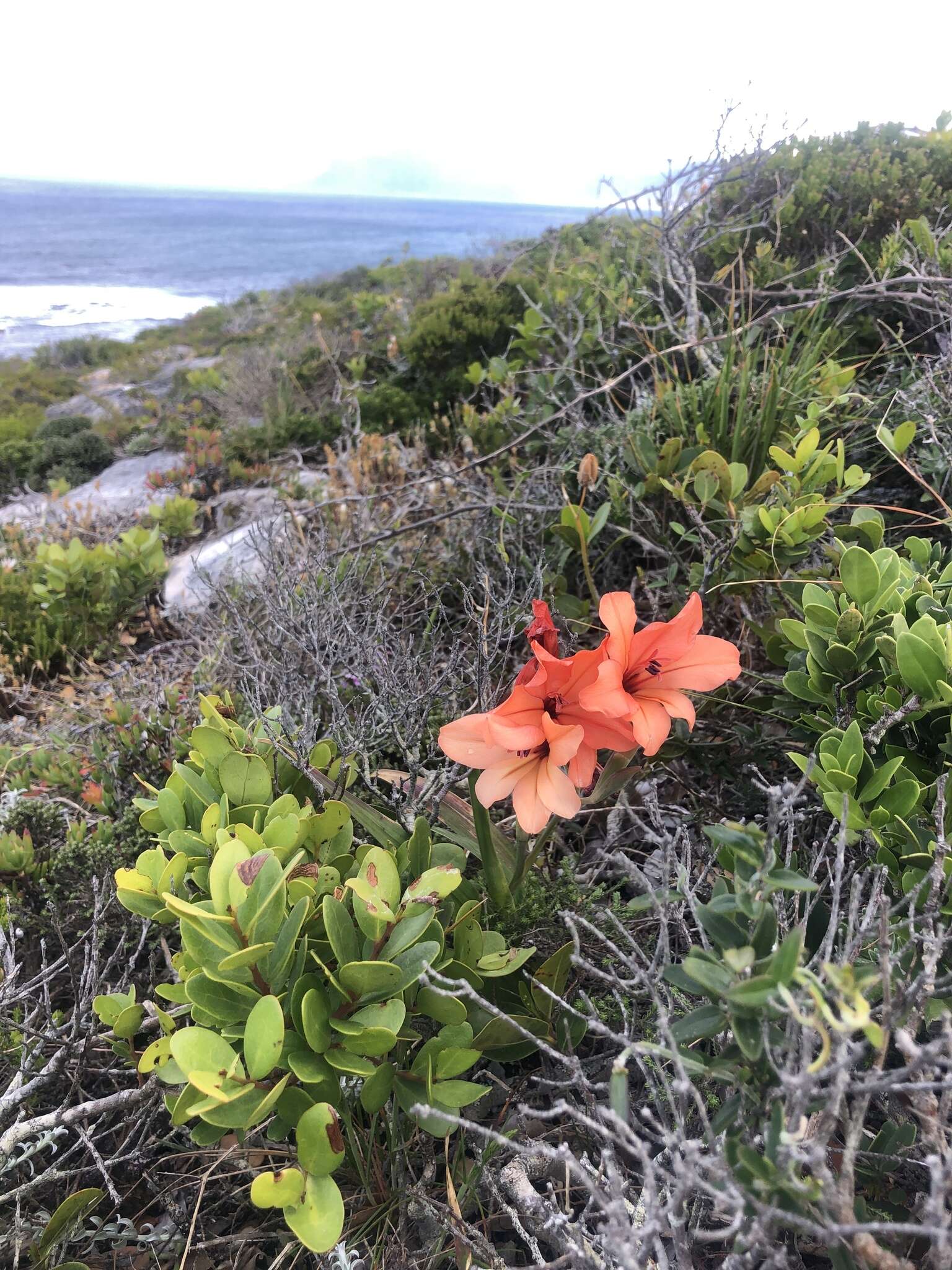 Image of Gladiolus miniatus Eckl.