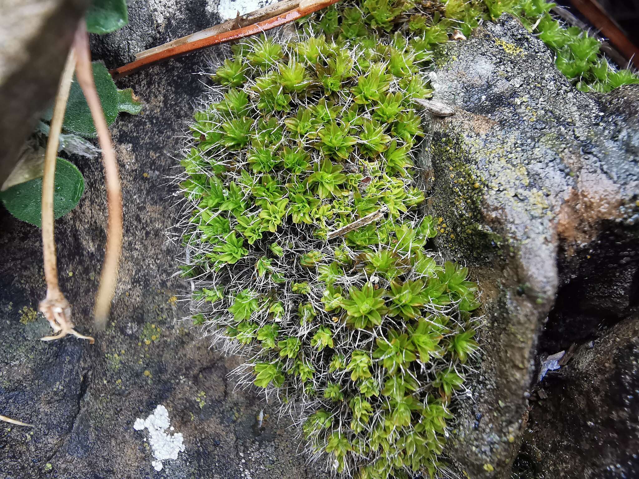 Image of grimmia dry rock moss