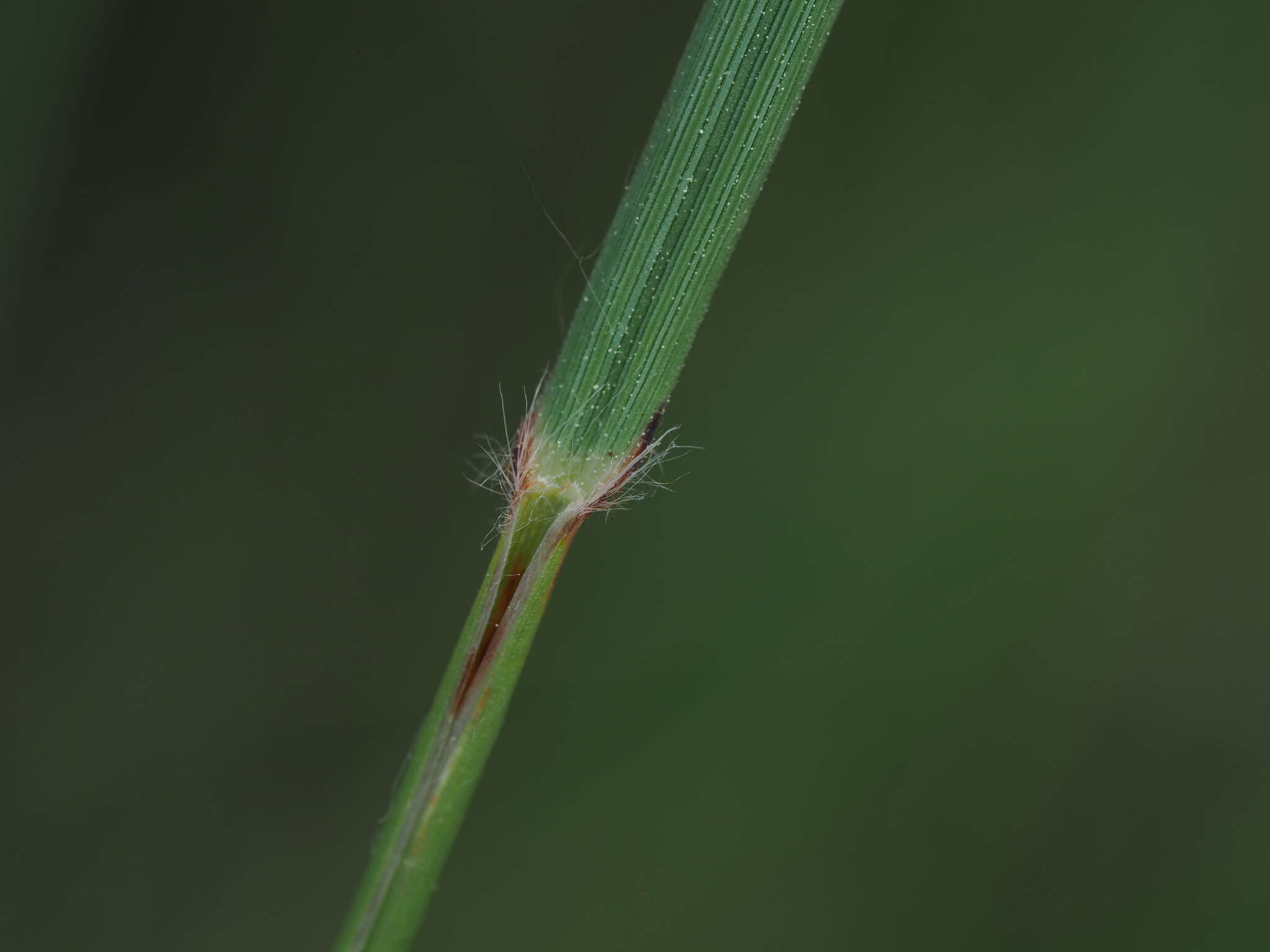 Plancia ëd Helictotrichon cantabricum (Lag.) Gervais