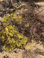 Imagem de Eriogonum microtheca var. ambiguum (M. E. Jones) Reveal