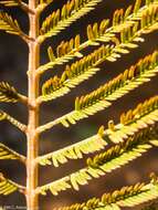 Image of Albizia polyphylla E. Fourn.