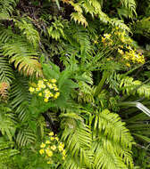 Imagem de Senecio solandri var. rufiglandulosus (Col.) Allan