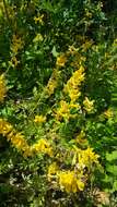 Corydalis sibirica (L. fil.) Pers. resmi