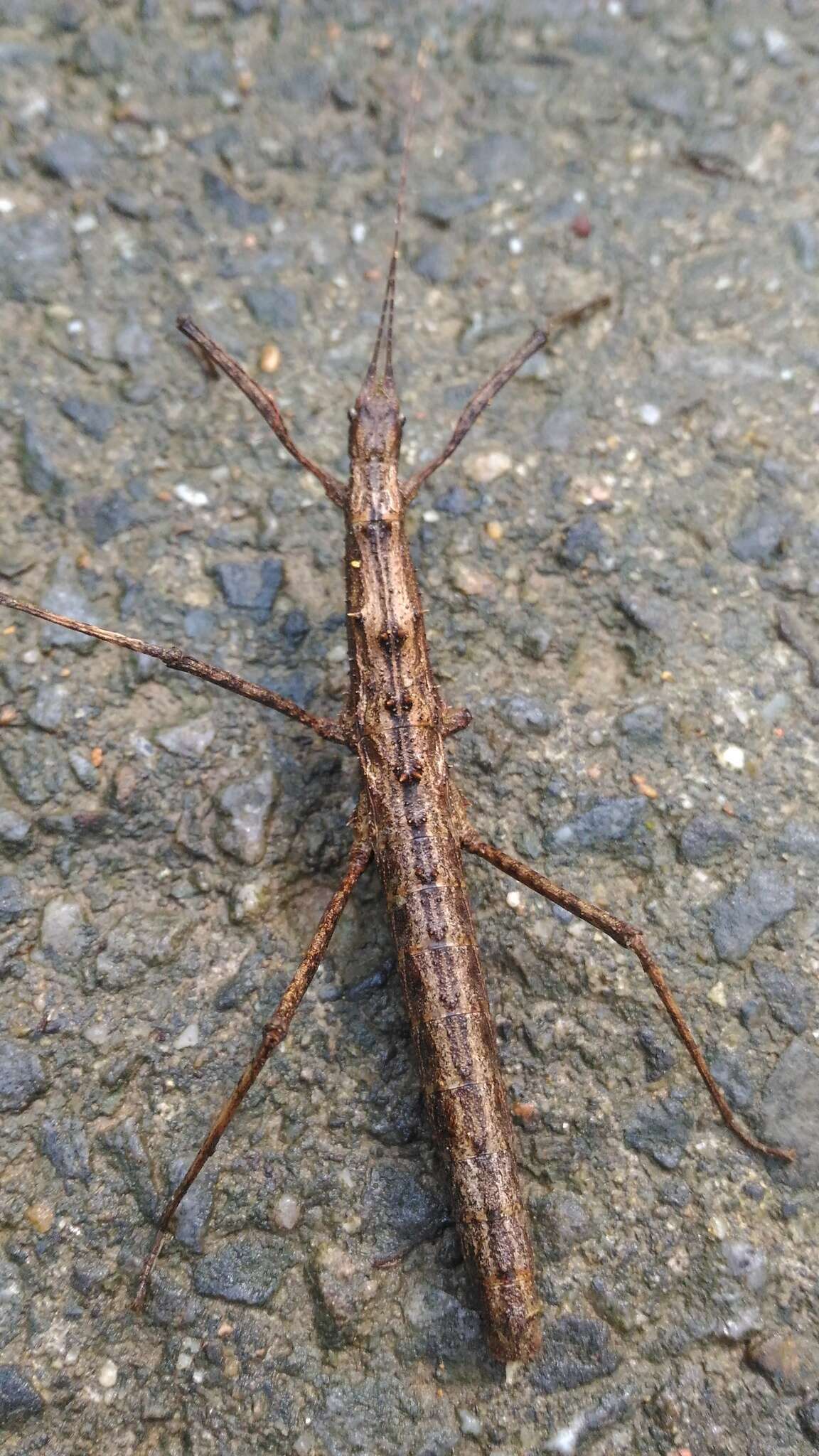 Image of Neohirasea japonica (Haan & W.)