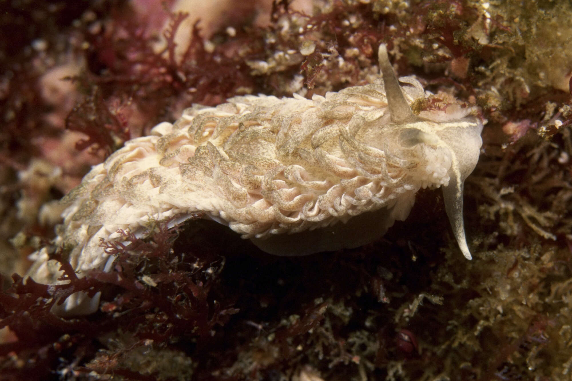 Image of Aeolidia filomenae Kienberger, Carmona, Pola, Padula, Gosliner & Cervera 2016