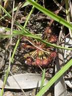 Image of Drosera petiolaris R. Br. ex DC.