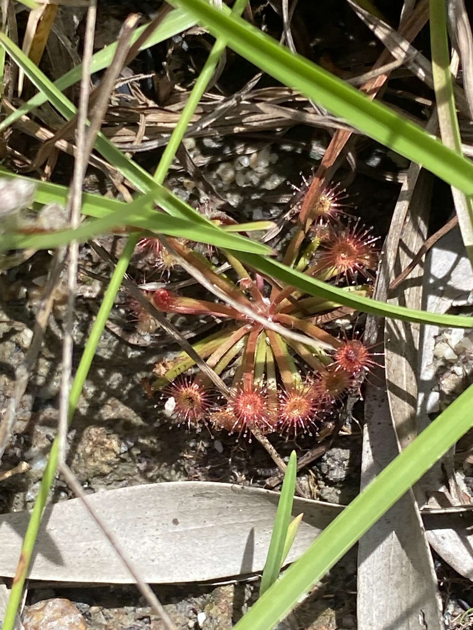 Imagem de Drosera petiolaris R. Br. ex DC.