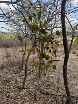 Image of Phoradendron mucronatum (DC.) Kr. & Urb.
