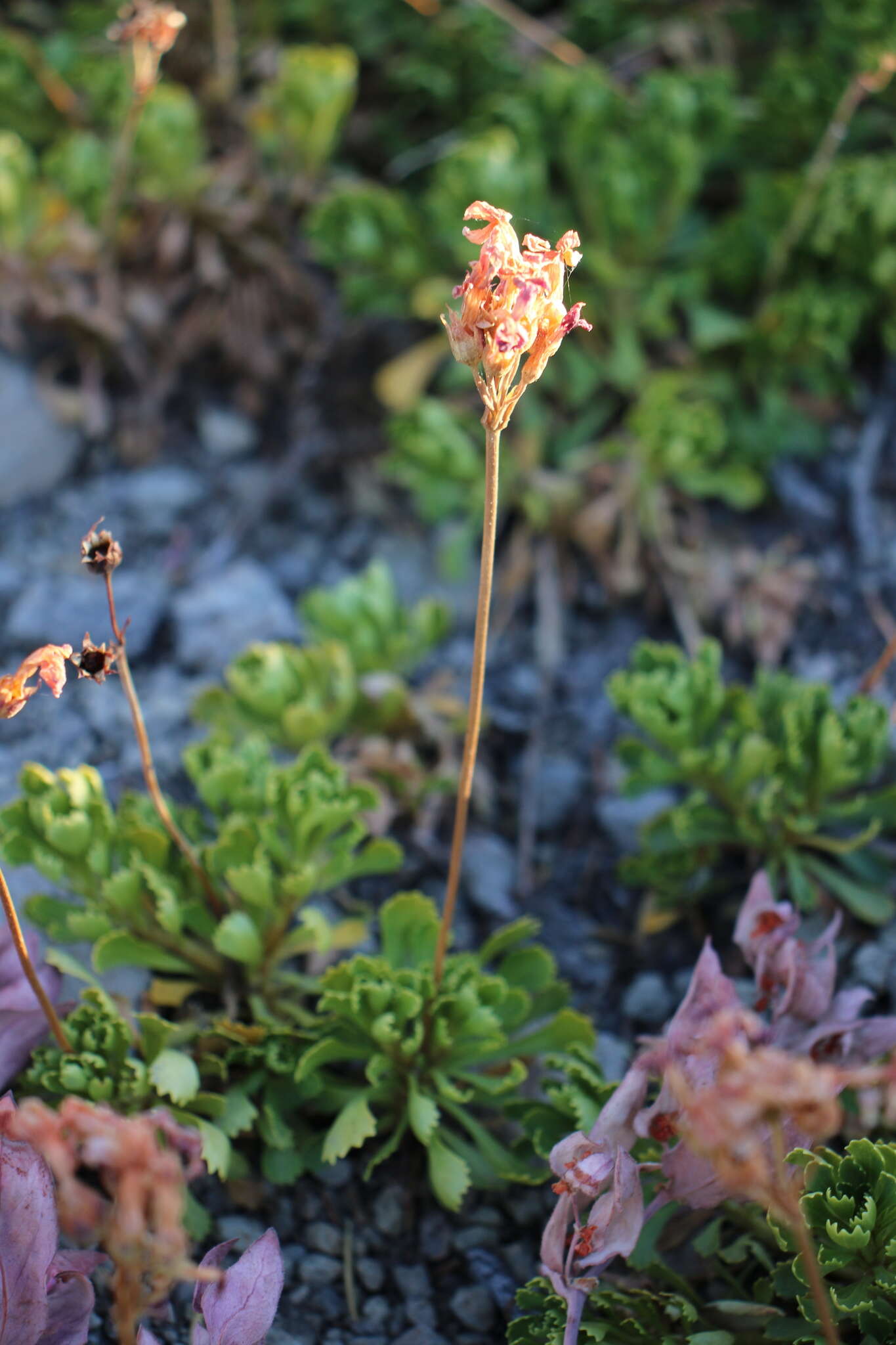 Plancia ëd Primula suffrutescens A. Gray