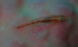 Image of Cling goby