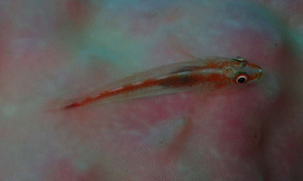 Image of Cling goby